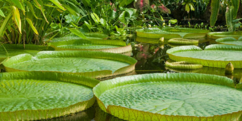 victoria amazonica