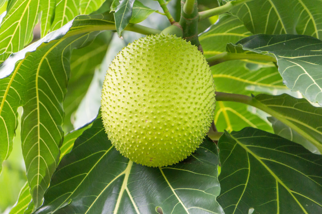 Albero del pane Cosa sapere su questa pianta tropicale da frutto