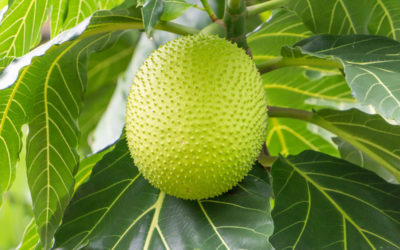 albero del pane