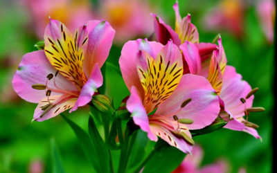 alstroemeria