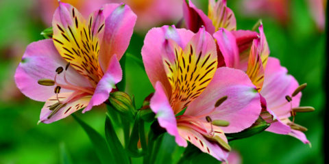 alstroemeria