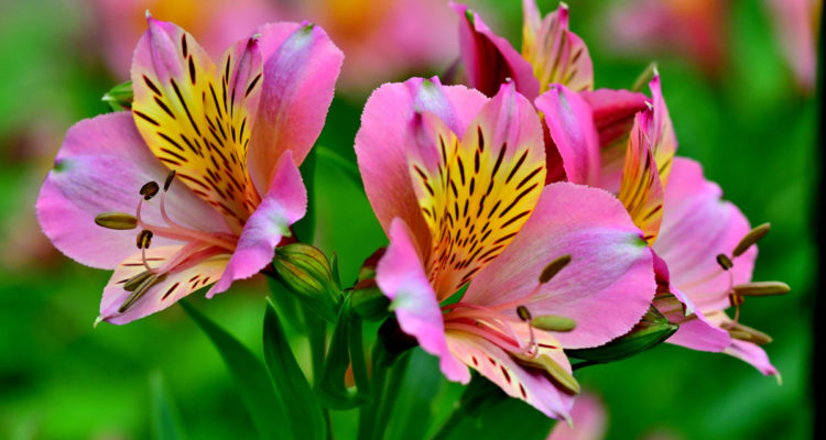 alstroemeria