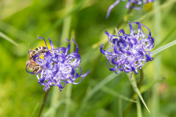 artiglio del diavolo