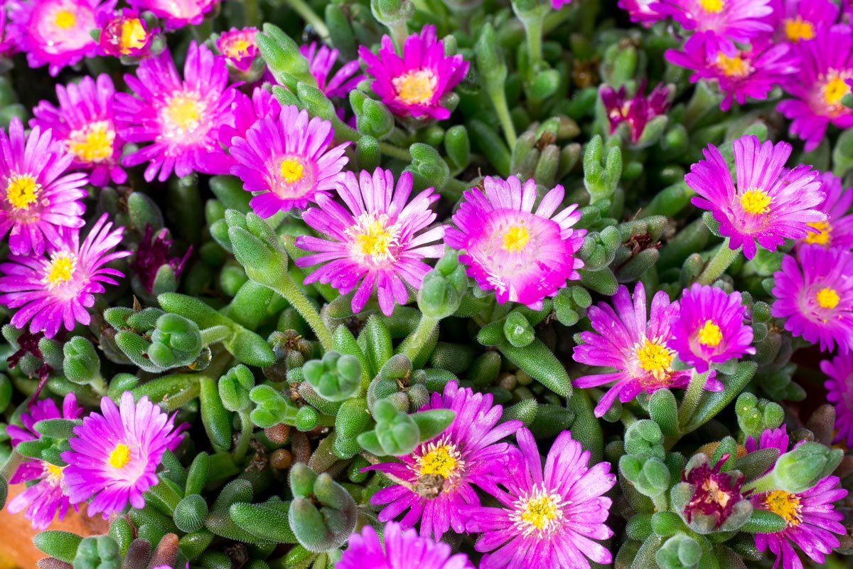 Barba di Giove, la pianta grassa da giardino | Cura e coltivazione