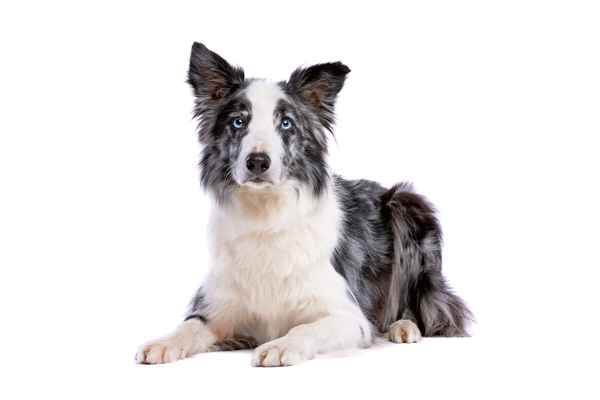 Border collie blue merle