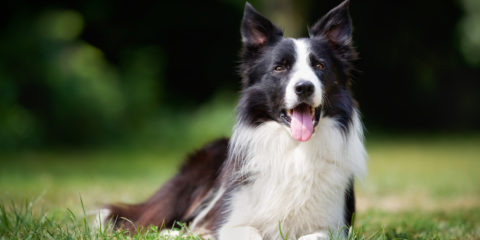 border collie