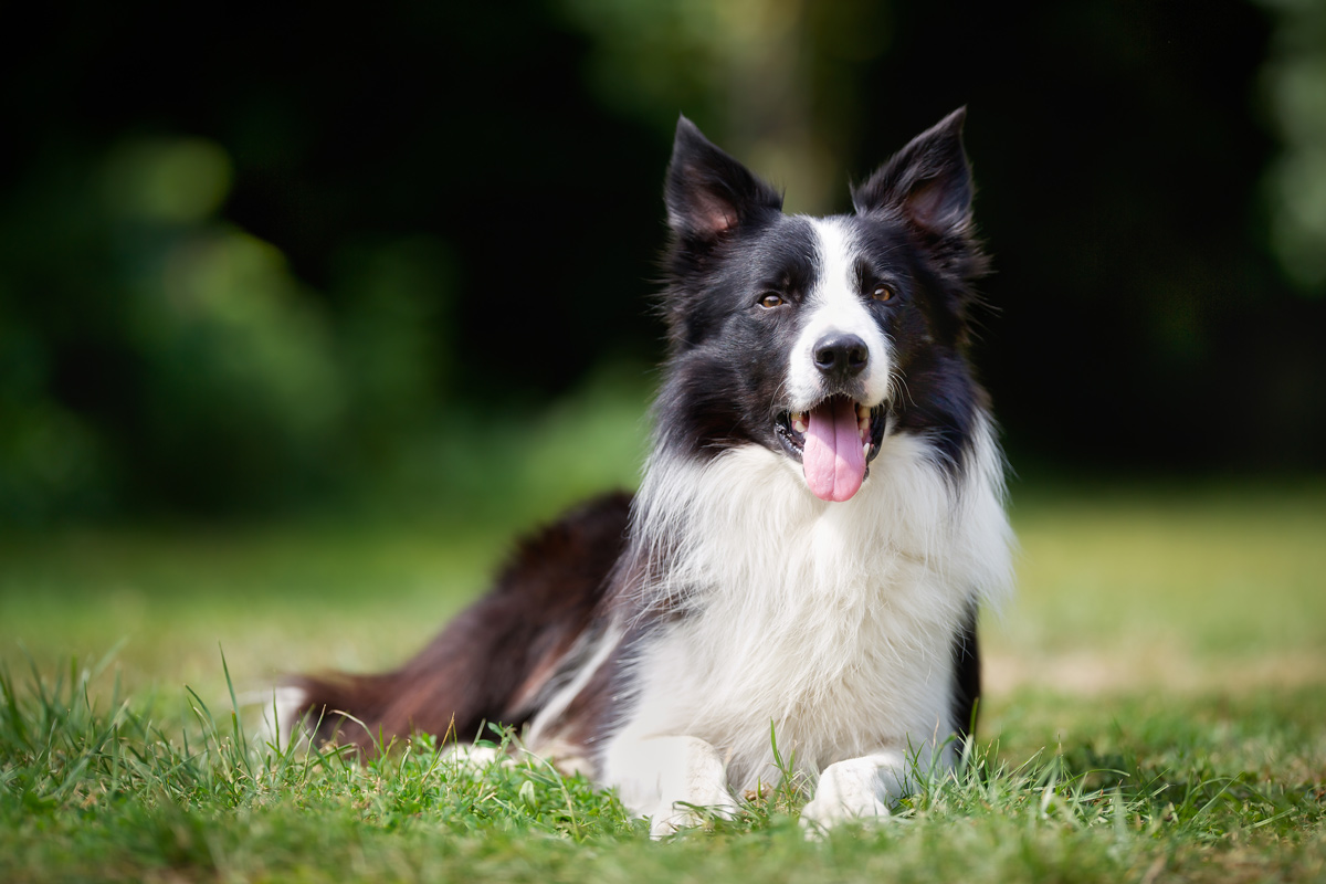 border collie