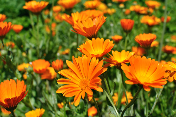 calendula