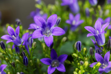 campanula portenschlagiana