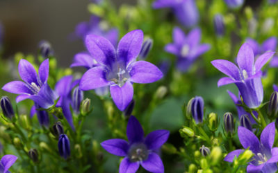 campanula portenschlagiana