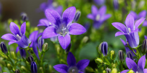 campanula portenschlagiana