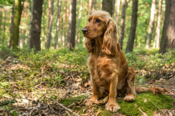 cocker spaniel