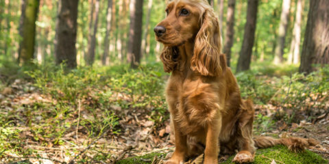 cocker spaniel