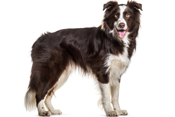 collie