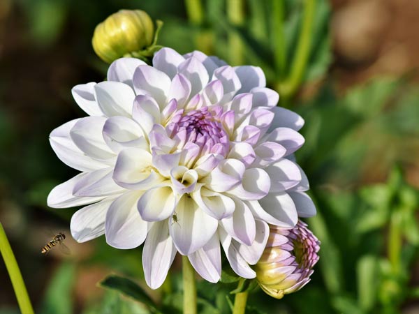 dahlia