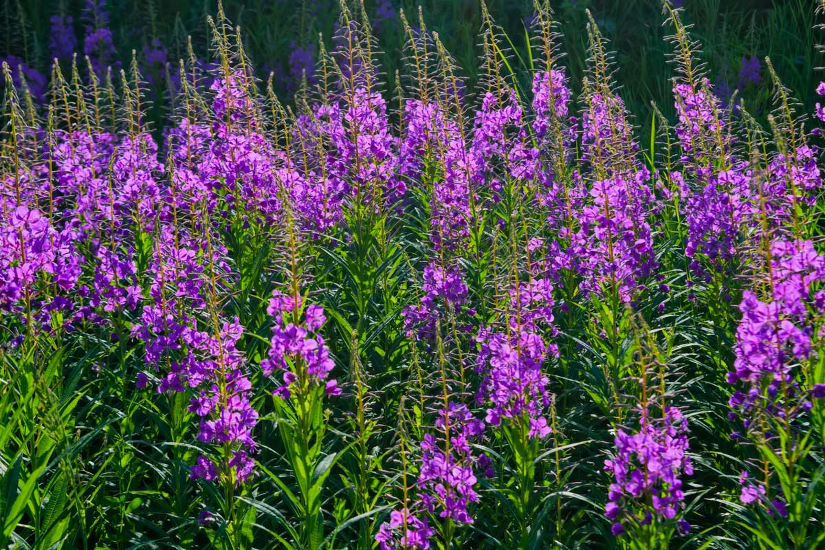 Epilobio, la pianta officinale dalle tante proprietà | Coltivazione