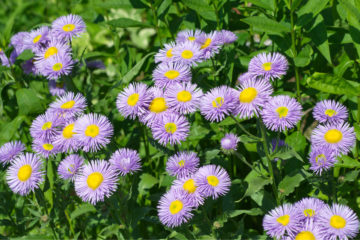 erigeron