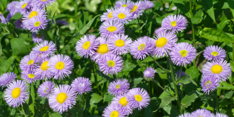 erigeron