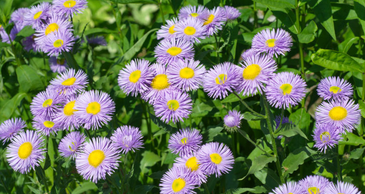 erigeron