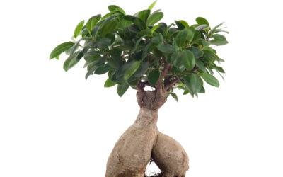 ficus ginseng
