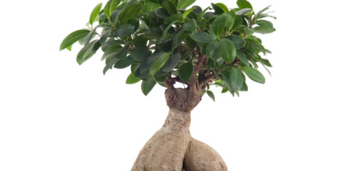 ficus ginseng