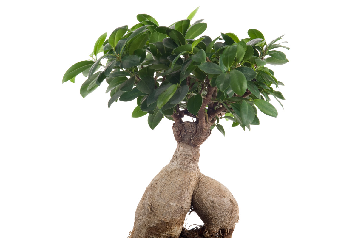 Ficus Ginseng Bonsai Come Curare Questa Pianta Da Appartamento