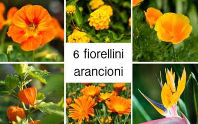 fiorellini arancioni