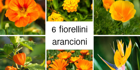 fiorellini arancioni