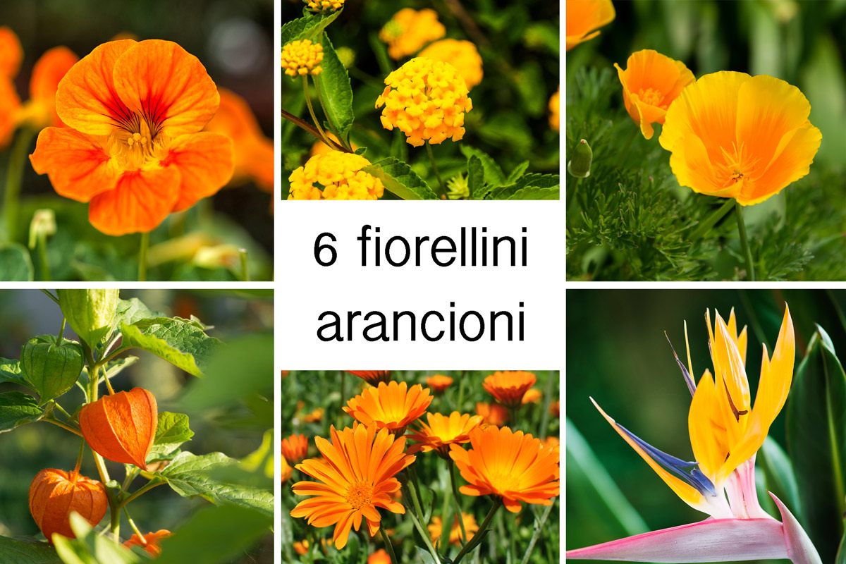 fiorellini arancioni