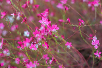 gaura