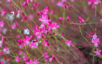 gaura