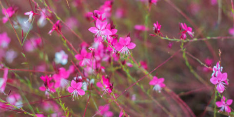 gaura