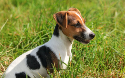 jack russel