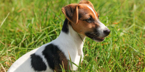 jack russel