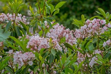 Kalmia Latifolia