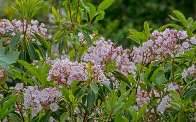 Kalmia Latifolia