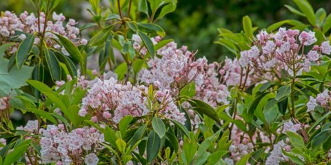 Kalmia Latifolia