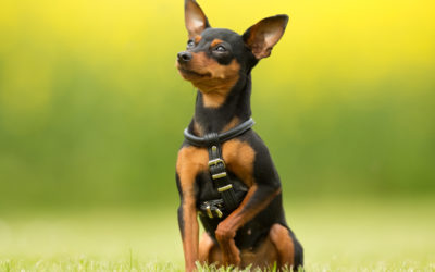 pinscher nano