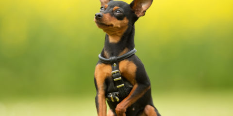 pinscher nano