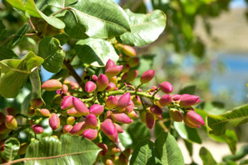 pistacchio