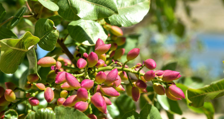 pistacchio