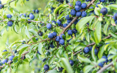 prunus spinosa