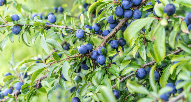 prunus spinosa