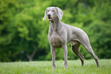 weimaraner