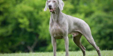 weimaraner