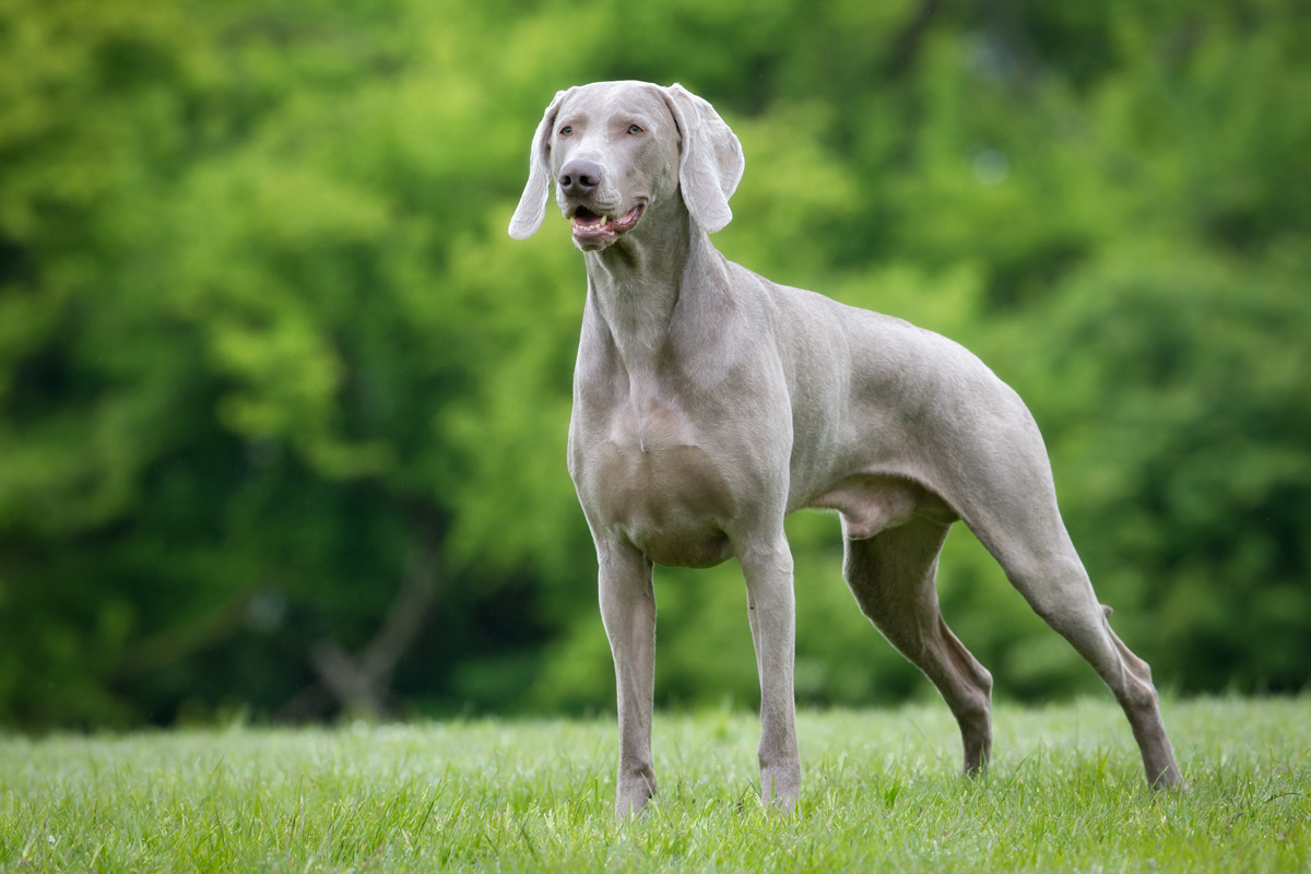 Weimaraner Cane molto attivo e intelligente Giardinaggio, fiori