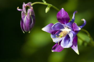 Aquilegia