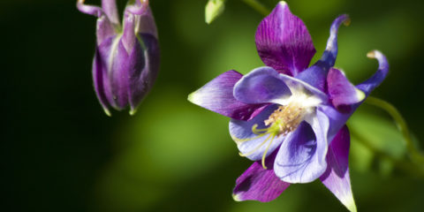 Aquilegia