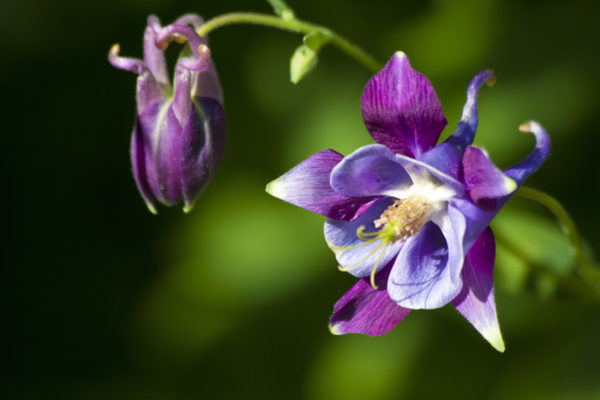 Aquilegia