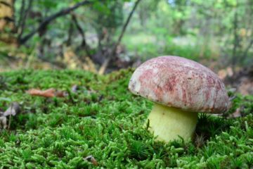 Boletus regius